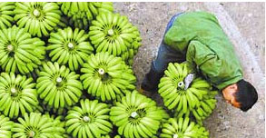 喜迎惠州香蕉種植戶到訪